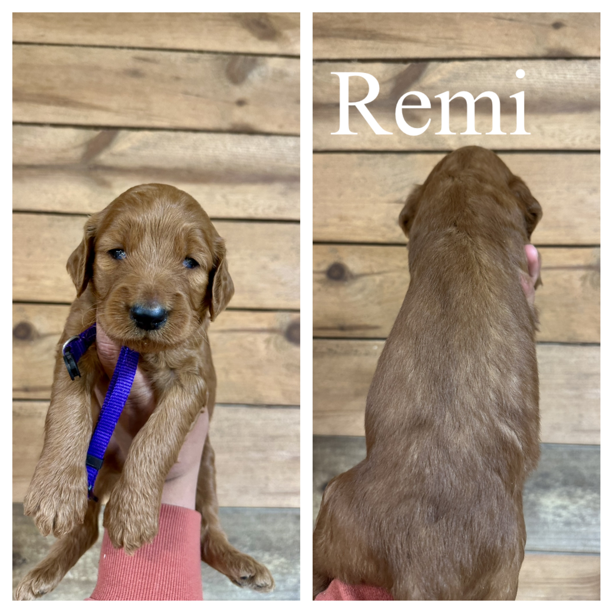 Remi 1